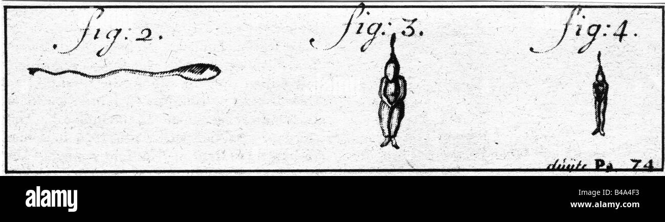 Leeuwenhoek, Antoni van, 24.10.1632 - 27.8.1723, scientifique néerlandais, son illustration, du spermatozoon humain, trois figures, vers 1677, par microscope, gravure, Banque D'Images