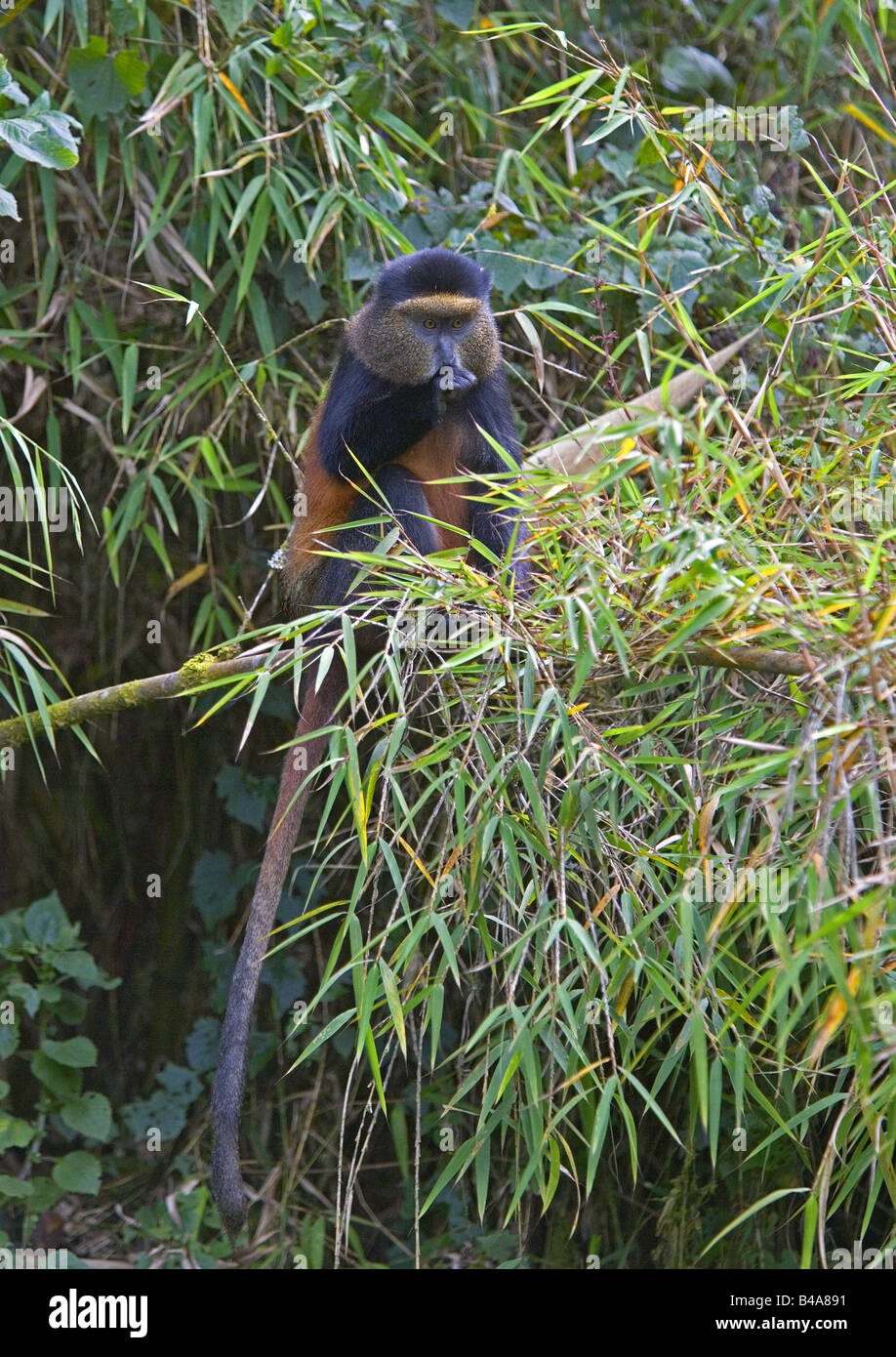 Zoologie / animaux, des mammifères, des singes, des mammifères / le singe doré (Cercopithecus kandti), l'ape en bambou, Volvano National Park, au Rwanda, en Afrique, la distribution : Afrique, Additional-Rights Clearance-Info-Not-Available- Banque D'Images