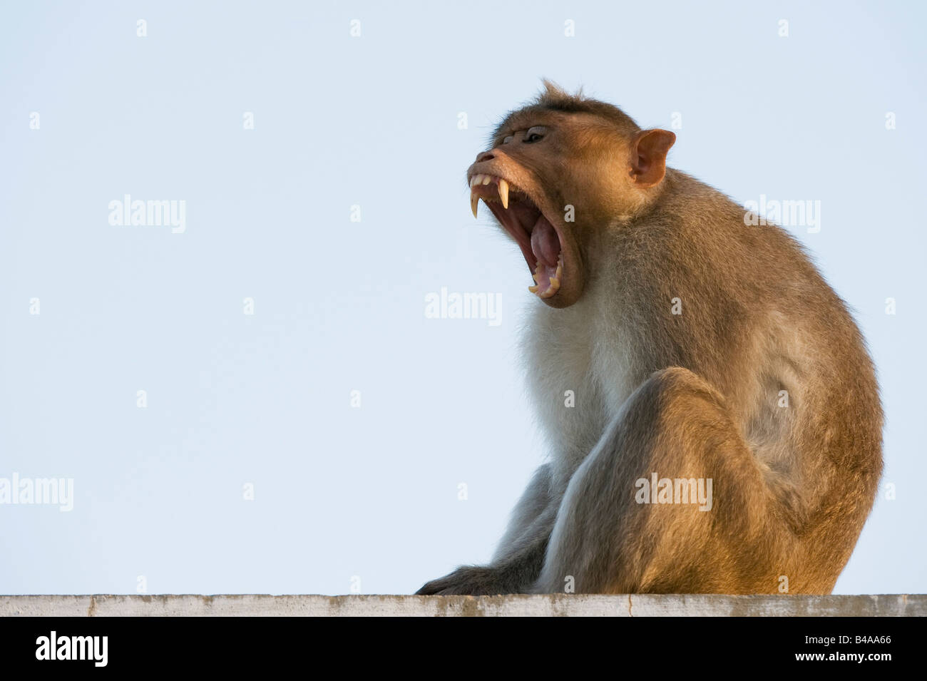 Macaca radiata. Homme singe macaque bonnet le bâillement montrant ses dents. L'Andhra Pradesh, Inde Banque D'Images