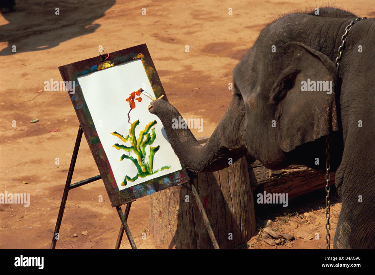 La Thaïlande, Chiang Mai, Elephant Painting Banque D'Images