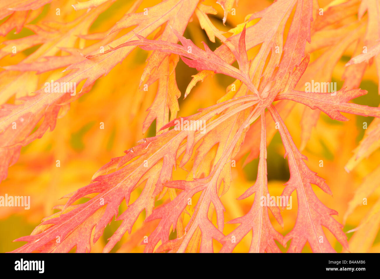 L'érable japonais aux couleurs de l'automne feuillage de cette plante ornementale Allemagne Banque D'Images
