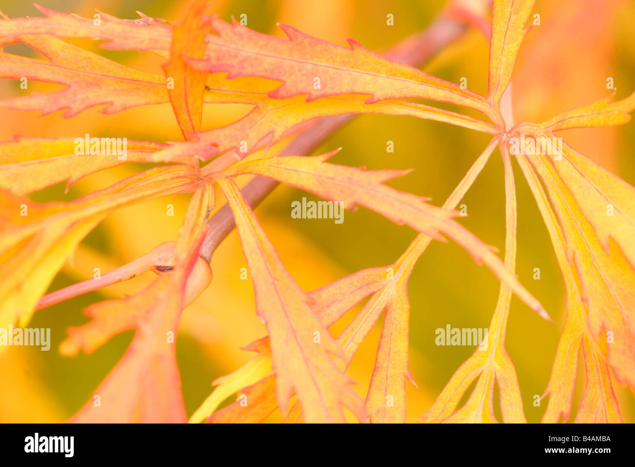 Apanese couleur érable automne feuillage de cette plante ornementale Allemagne Banque D'Images