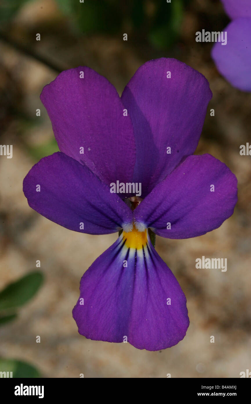 Botanique, Viola, Champ, pansy (Viola arvensis), Additional-Rights Clearance-Info-fleur,-Not-Available Banque D'Images