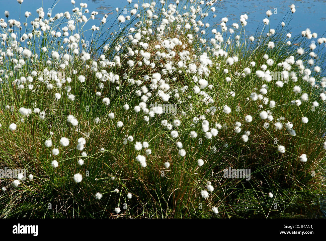 La botanique, la linaigrette, de linaigrettes, de buttes (Eriophorum vaginatum), des semences, de l'Allemagne, l'Additional-Rights Clearance-Info-Not-Available- Banque D'Images