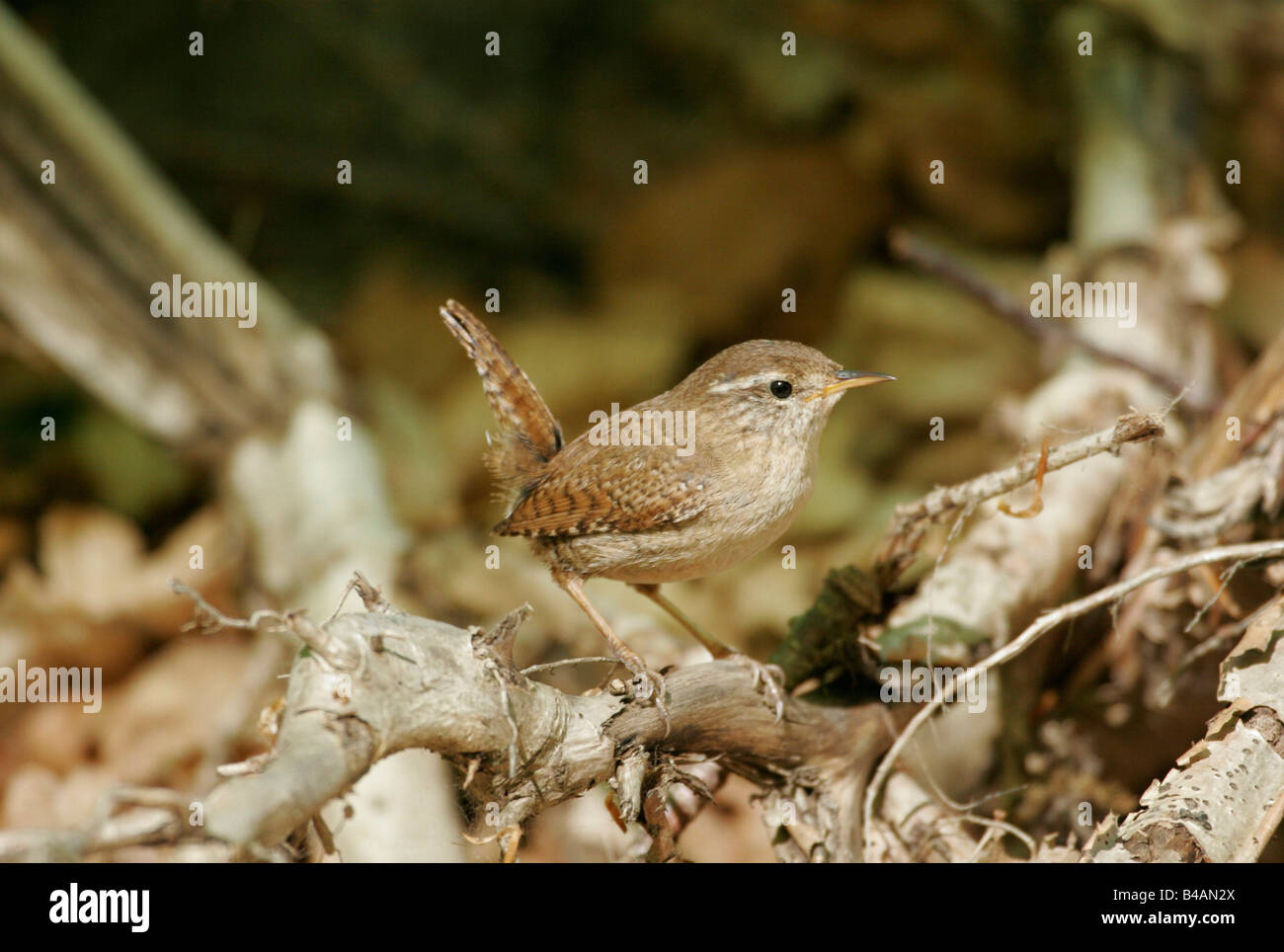 Zoologie / animaux / Oiseaux, oiseaux, le Troglodyte mignon (Troglodytes troglodytes), dans le bois, Lunebourg, distribution : Northern temperated, Additional-Rights Clearance-Info-zones-Not-Available Banque D'Images