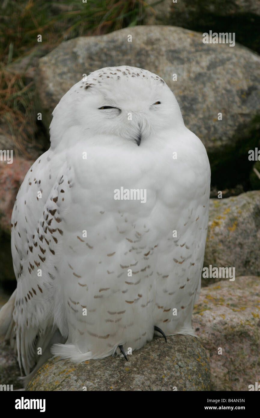 Zoologie / animaux / oiseau, aviaire, Harfang des neiges (Nyctea scandiaca), assis sur des pierres, Mer du Nord, en Allemagne, la distribution : la toundra arctique, Additional-Rights Clearance-Info-Not-Available- Banque D'Images