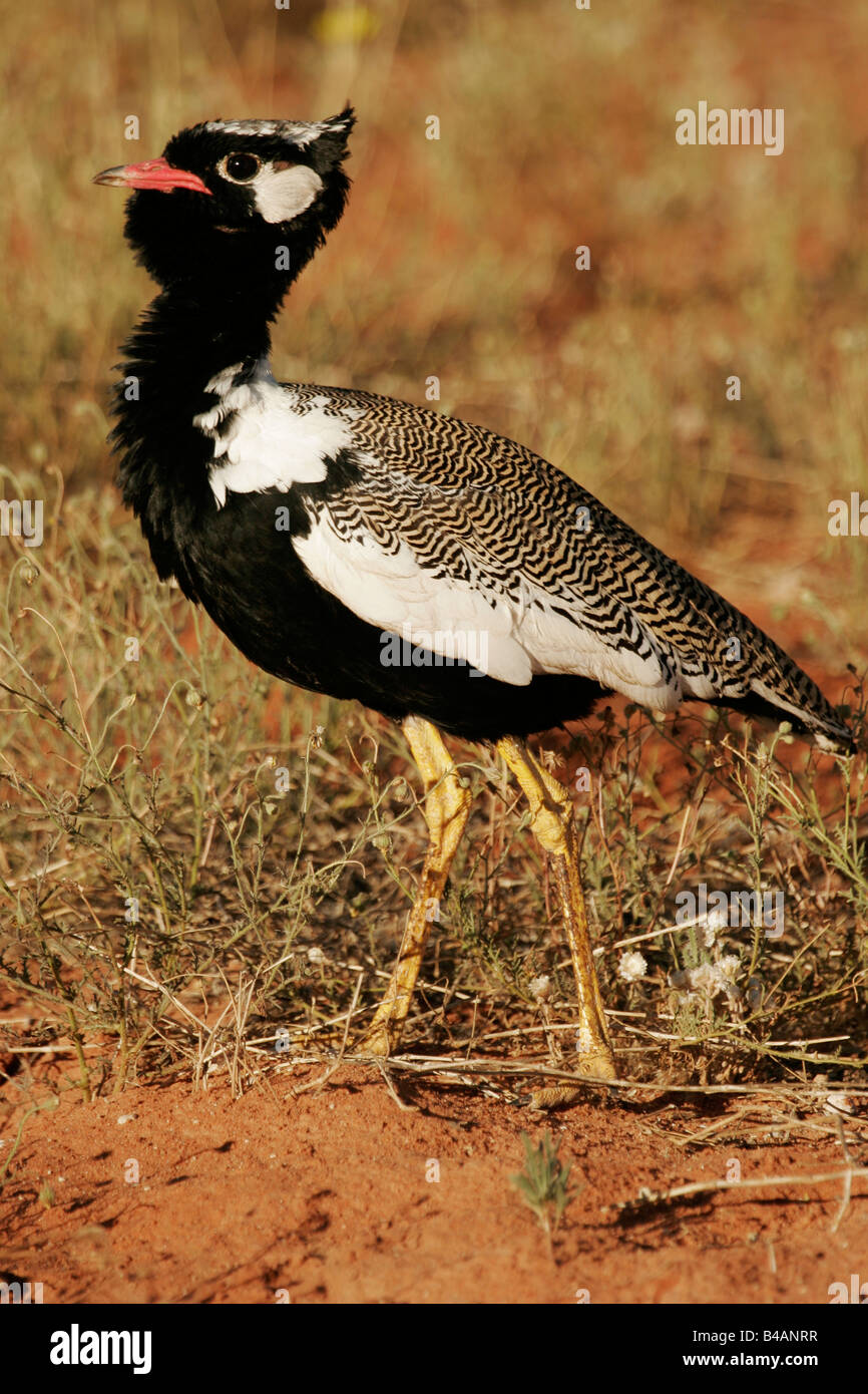 Otidiae otidae oiseaux terrestres l'outarde d'Afrique du Sud Banque D'Images