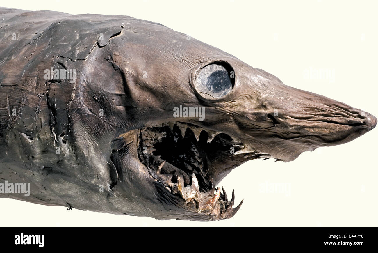 Un requin taxidermied, allemand, XVIIIe/XIXe siècle un spécimen farci d'un requin tigre de sable (Carcharias taurus) renforcé par une barre en fer forgé à l'intérieur. Les mâchoires ouvertes ont les dents inclinées typiques, et une languette en bois encart. Les yeux sont peints sur les côtés. Les ailettes sont un peu endommagées. Parties de la peau restaurées. Longueur 214 cm. Objet type pour une 'armoire de curiosités'. Il y a un requin similaire montré dans le 'nie Kunst- und Wunderkammer der Habsburger', p. 136. Historique, historique, XIXe siècle, XVIIIe siècle, artisanat, artisanat, artisanat, objets, objets, Banque D'Images