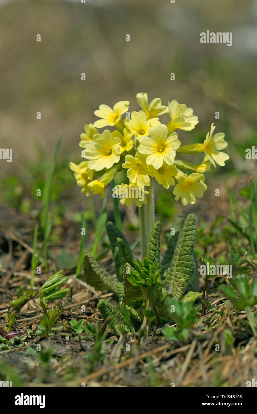 Vrai Oxlip (Primula elatior), la floraison Banque D'Images