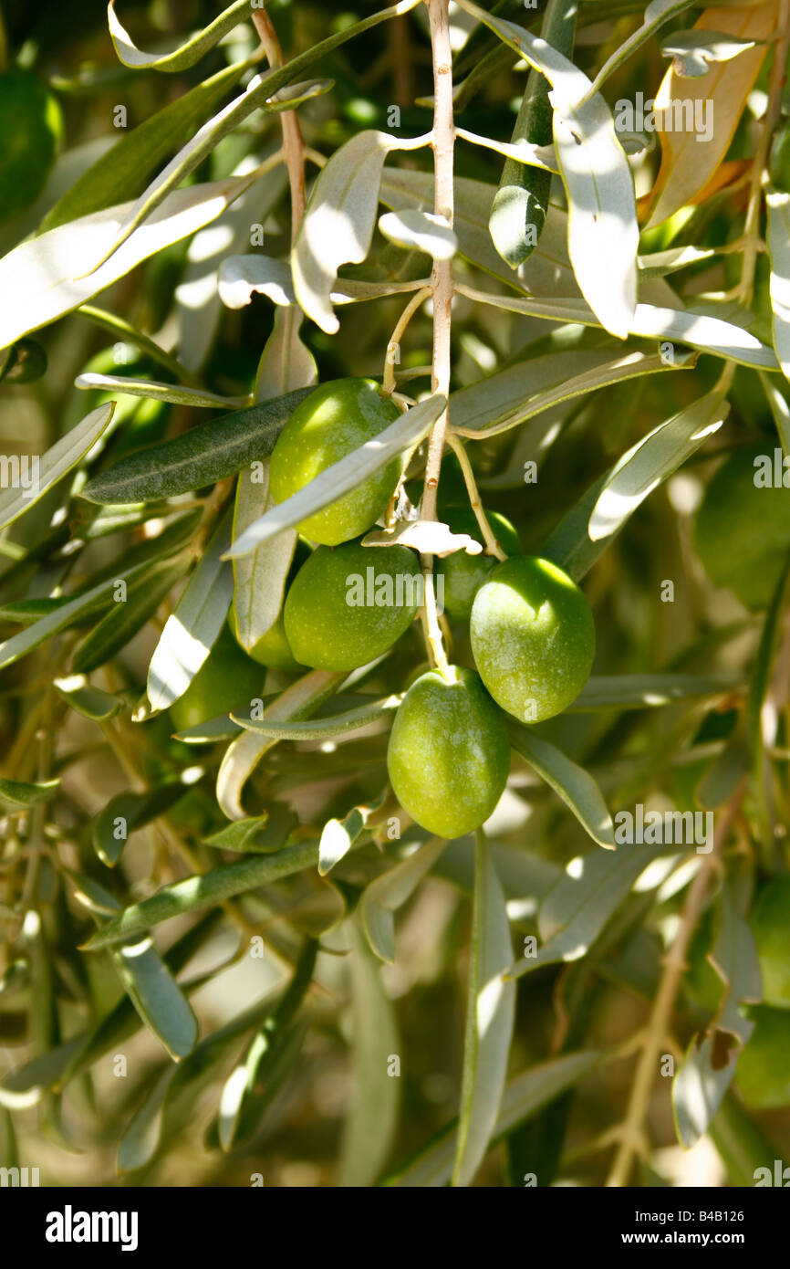 Arbre généalogique olive méditerranéenne avec des olives, Close up, Bodrum, Turquie Banque D'Images