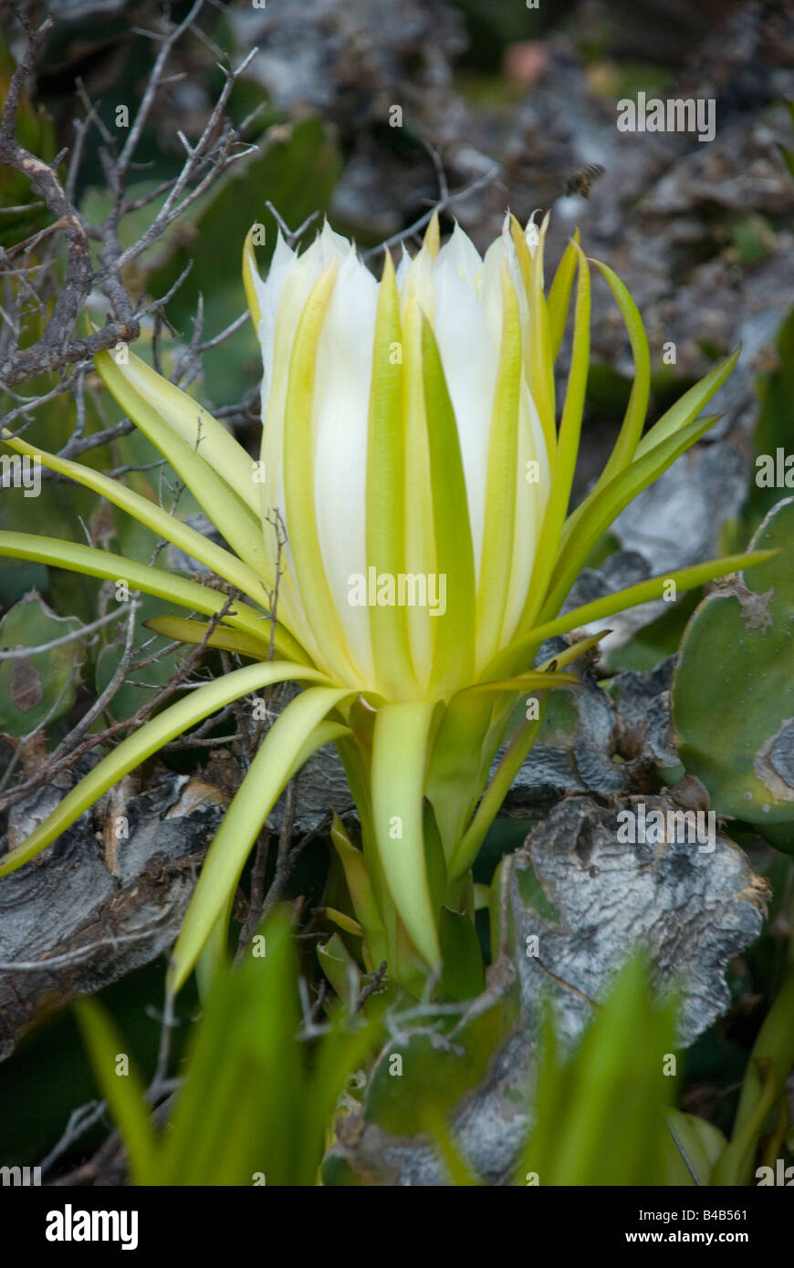 Selenicereus grandiflorus Banque de photographies et d’images à haute résolution Alamy