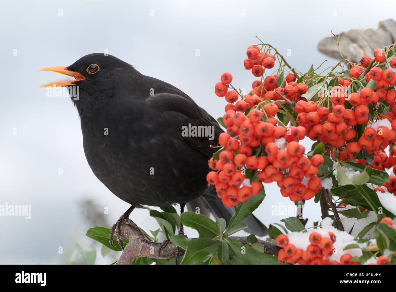 Blackbird (Turdus merula), homme en chanson perché sur Multi fruits à côté des rameaux Banque D'Images Blackbird (Turdus merula), homme en chanson perché sur Multi fruits à côté des rameaux Banque D'Images