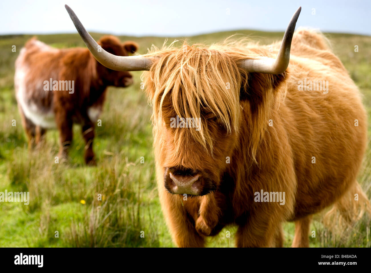 Vaches Highland Banque D'Images