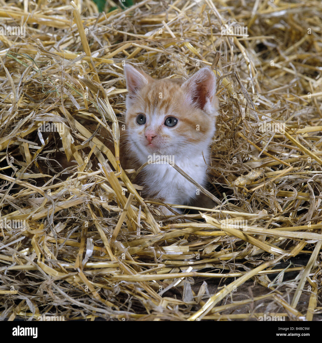 Tabby CAT, de gingembre et de chatons jouant dans la paille de la ferme Banque D'Images