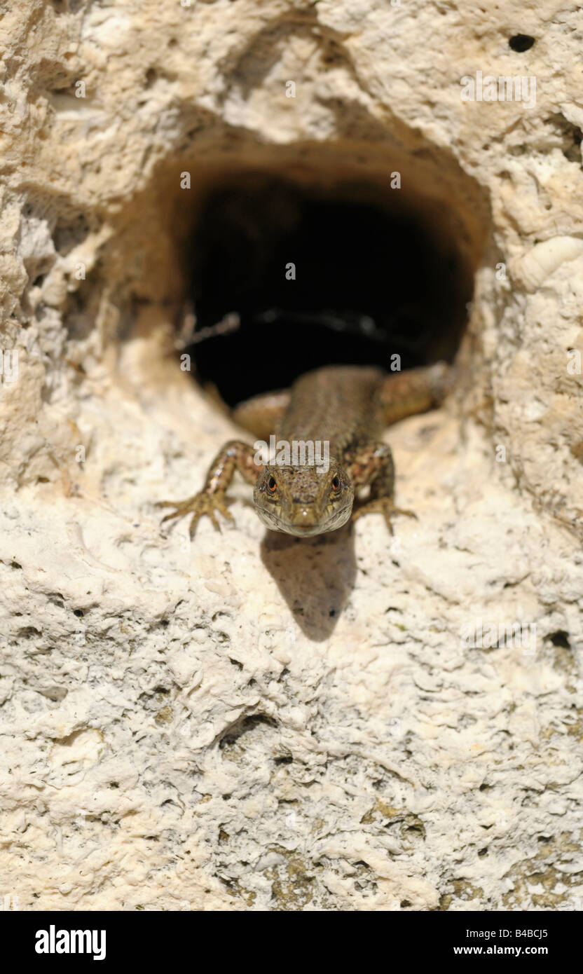 Le lézard des murailles (Podarcis muralis) Banque D'Images