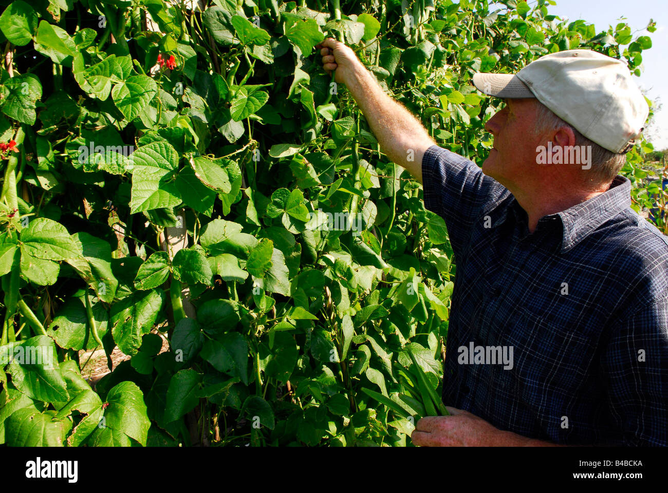 Homme âgé picking haricots sur son attribution Feltham, Middlesex, Royaume-Uni Banque D'Images