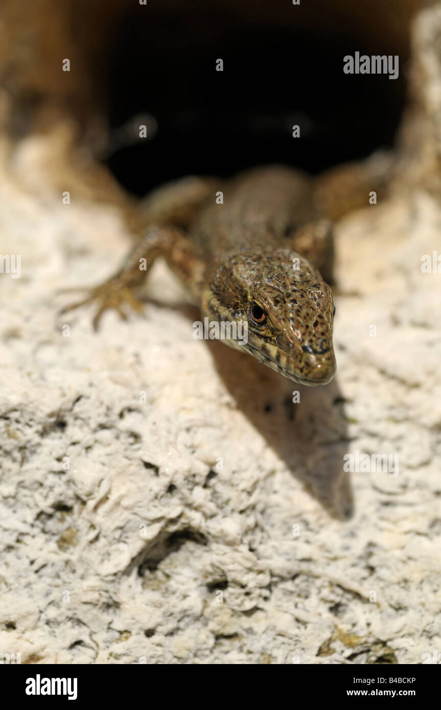 Le lézard des murailles (Podarcis muralis) Banque D'Images