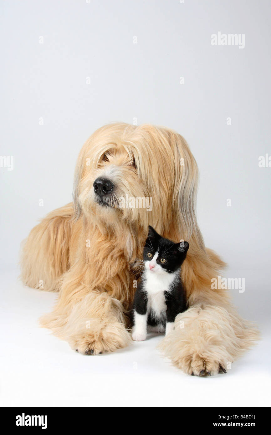Dog et chat domestique chaton 8 semaines Banque D'Images