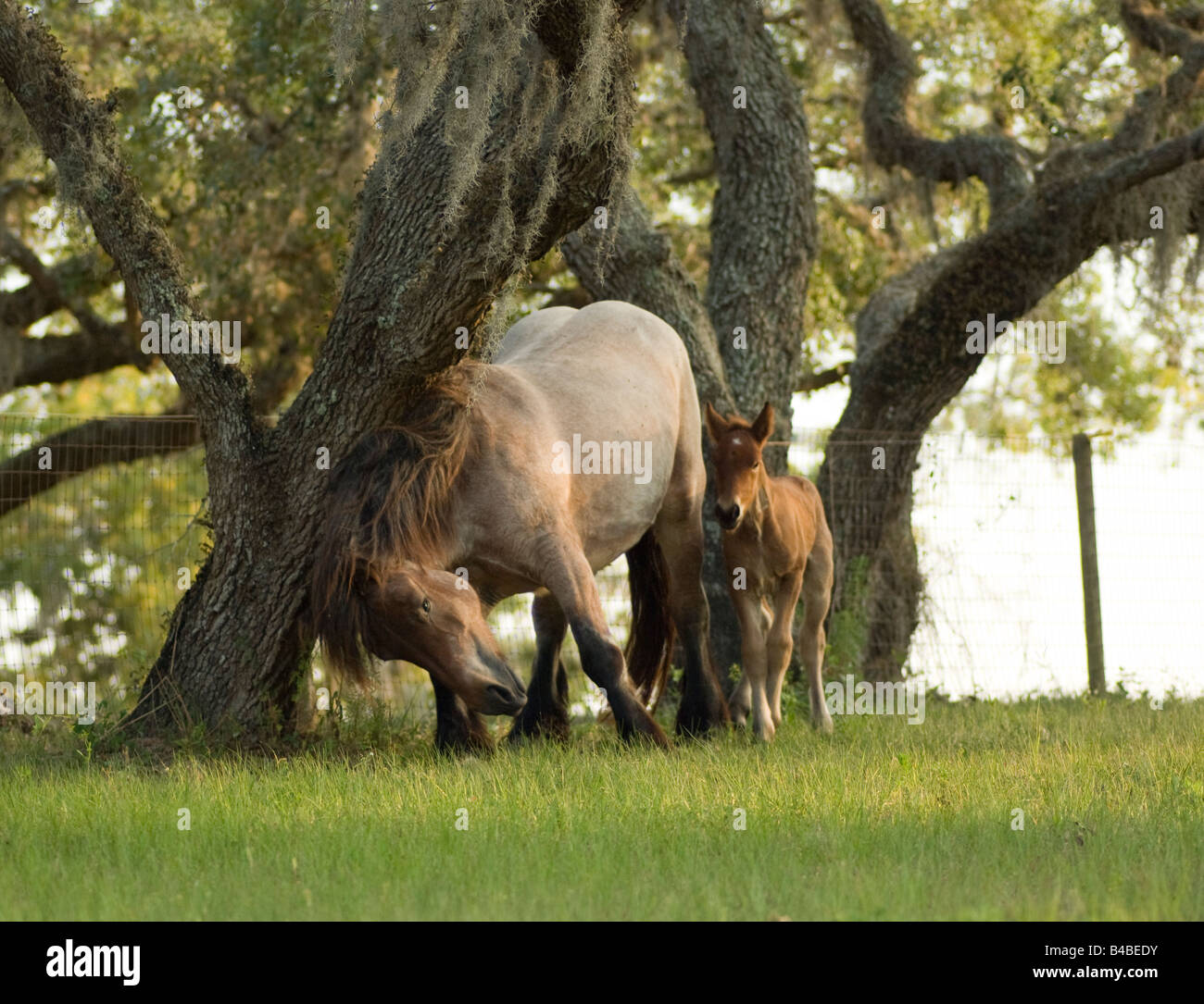 Ardenne mare avec poulain. Les Ardennes ou Ardennais est l'une des plus anciennes races de chevaux de trait originaire de la région des Ardennes Banque D'Images