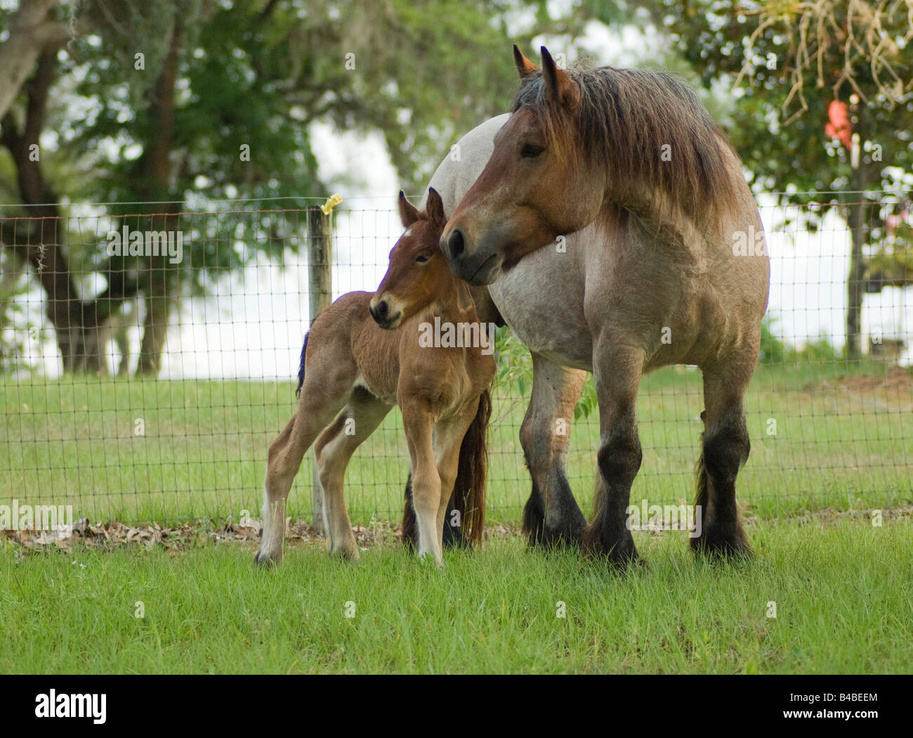 Ardenne mare avec poulain. Les Ardennes ou Ardennais est l'une des plus anciennes races de chevaux de trait originaire de la région des Ardennes Banque D'Images