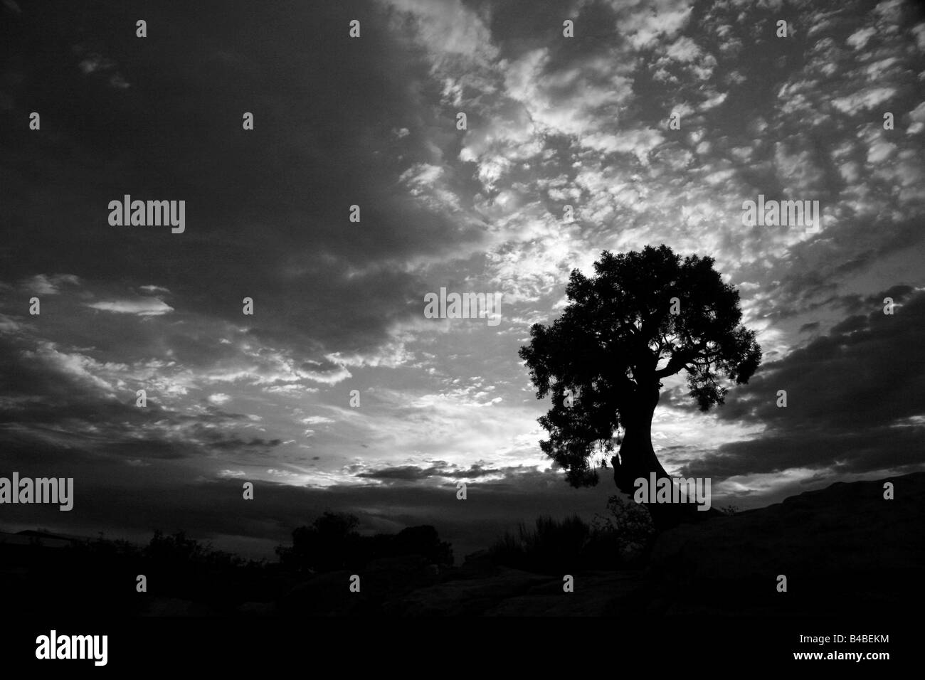 Tree silhouetted against ciel dramatique Banque D'Images