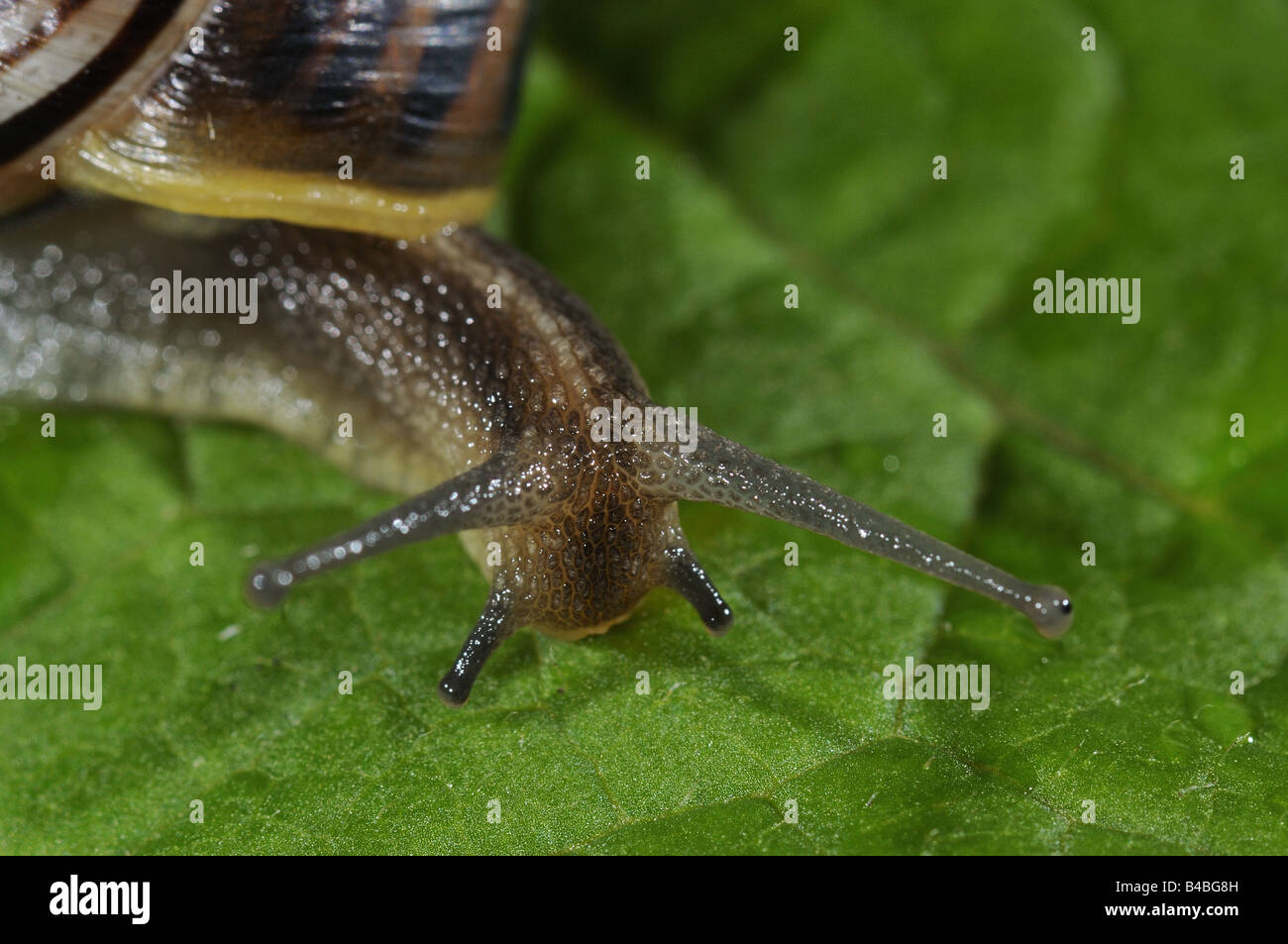 Escargot Helix aspersa close up of head montrant les tiges oeil Oxfordshire UK Banque D'Images