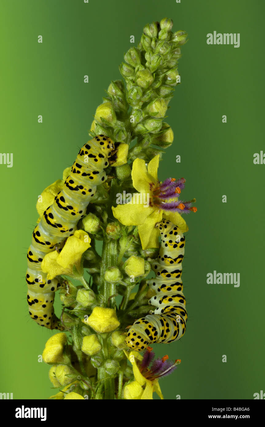 Shargacucullia verbasci requin molène pêcher des larves ou des chenilles se nourrissent de tiges de fleurs de Molène Oxfordshire UK Banque D'Images