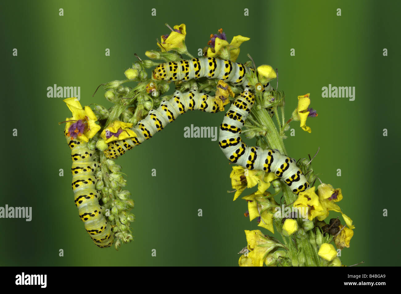 Shargacucullia verbasci requin molène pêcher des larves ou des chenilles se nourrissent de tiges de fleurs de Molène Oxfordshire UK Banque D'Images