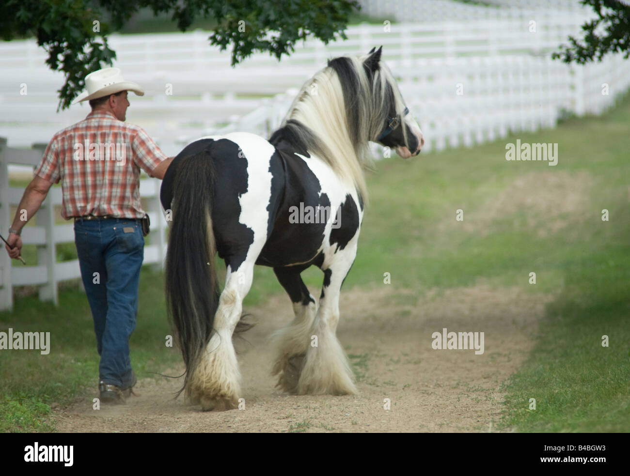 L'homme conduisant Gypsy Vanner Horse stallion bas lane entre parcelles Banque D'Images