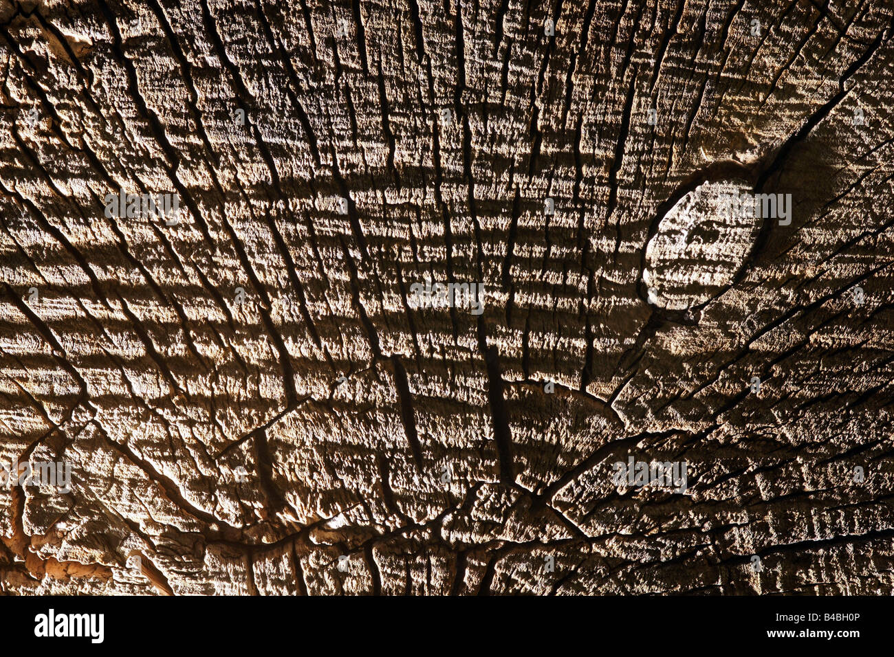 Surface de coupe de bois fendu froissé la texture Banque D'Images