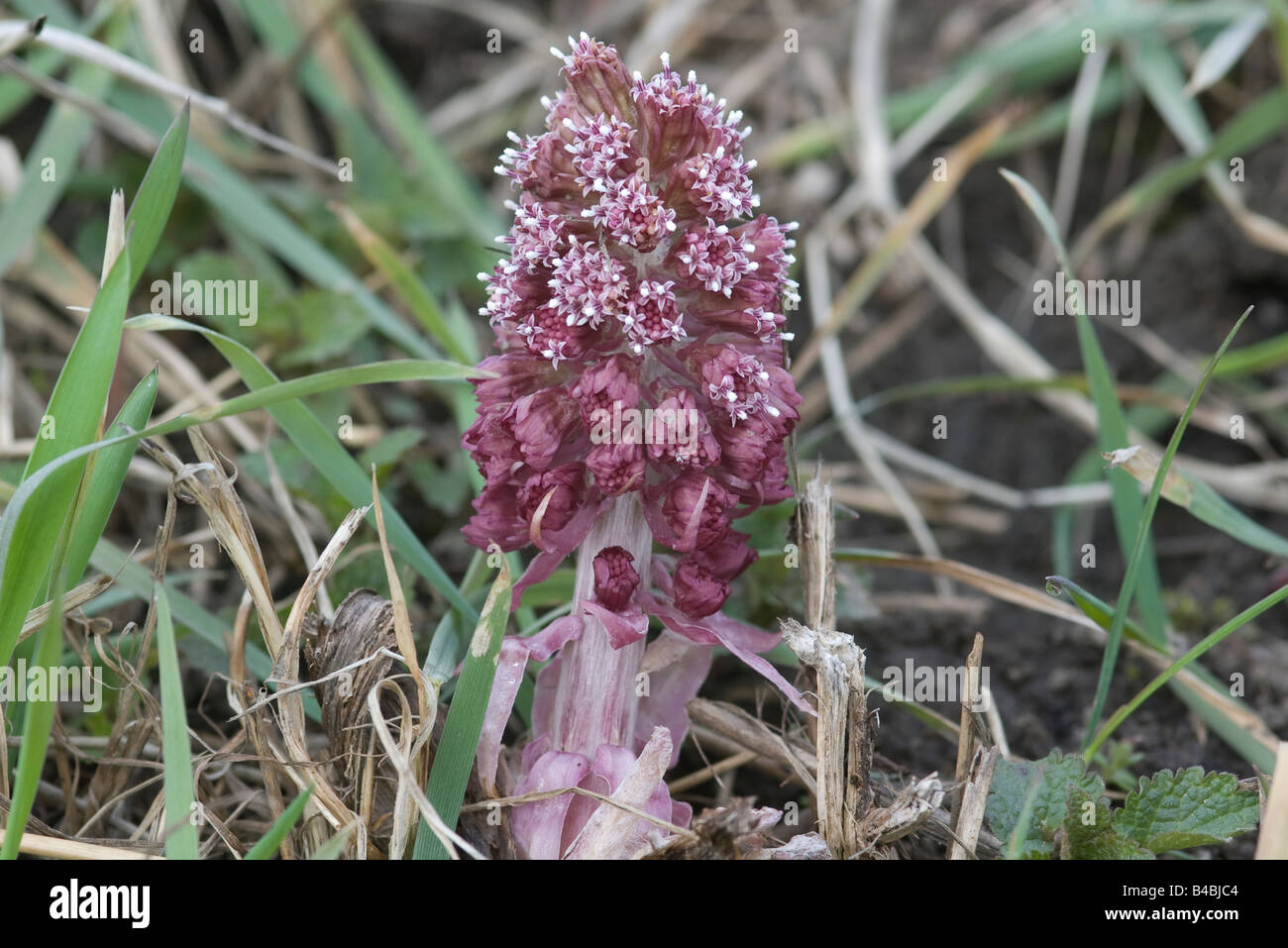 Petasites hybridus Pétasite commun fleur sauvage Banque D'Images
