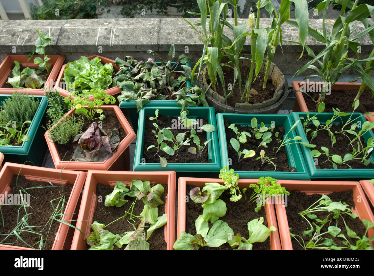 De plus en plus des légumes et des salades dans des pots en plastique sur le toit potager urbain Londres Banque D'Images