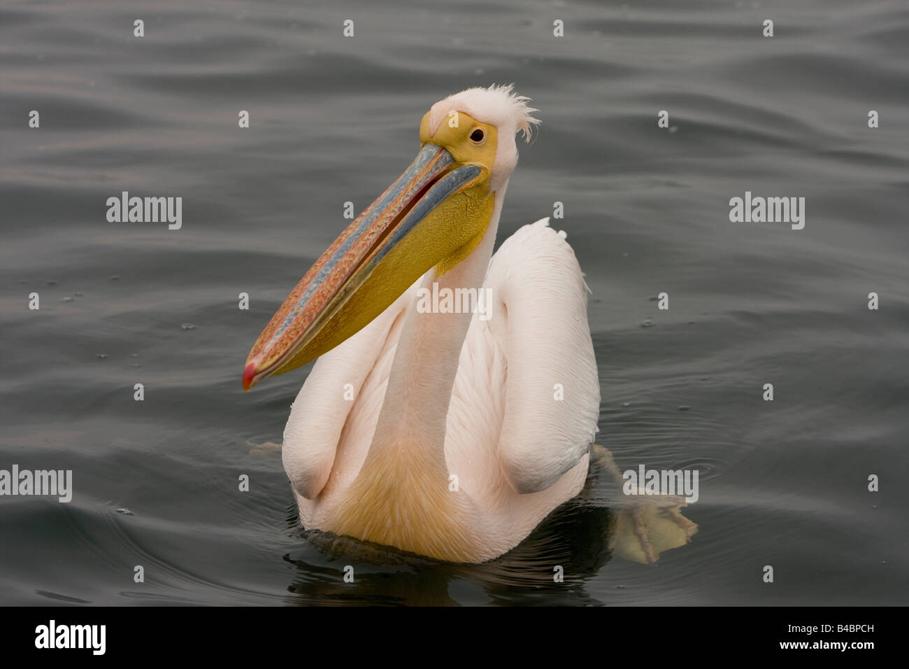 Le Pélican blanc Pelecanus onocrotalus Walvis Bay en Namibie Banque D'Images