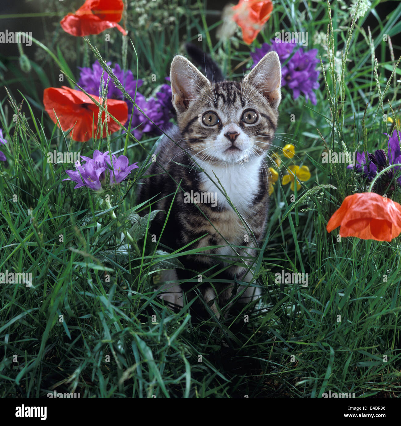 Chat, chaton tigré dans l'herbe haute avec campanules et coquelicots Banque D'Images