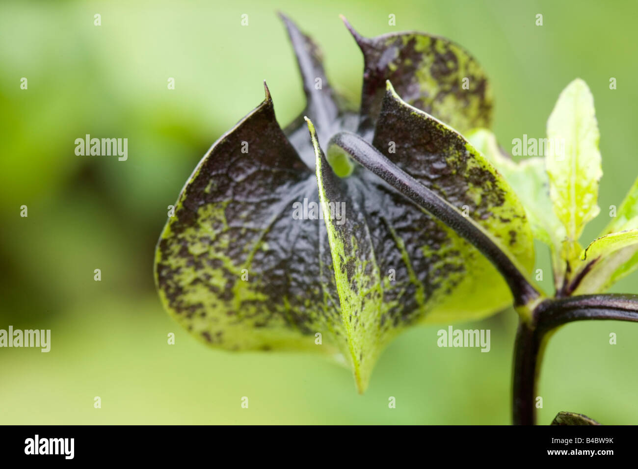 Capsule du Shoo Fly Nicandra physaloides plante Banque D'Images