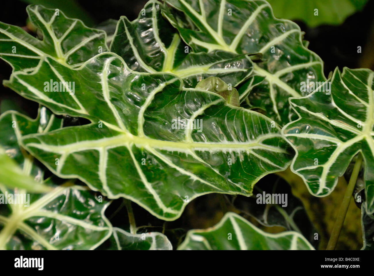 Masque africain Alocasia Polly Banque D'Images