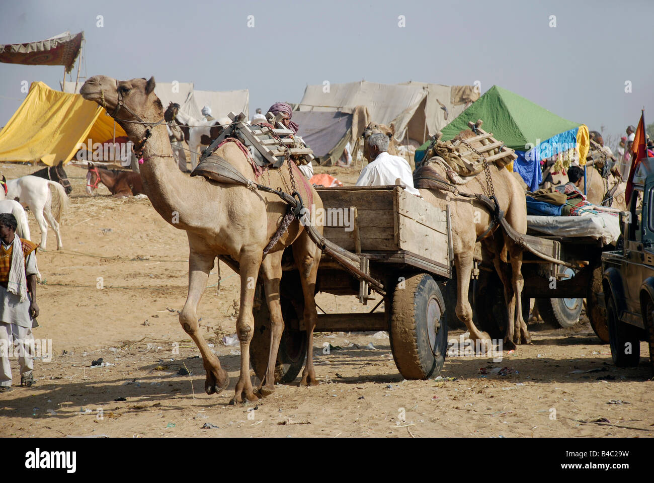 Panier chameau chameau Foire annuelle à Pushkar Banque D'Images