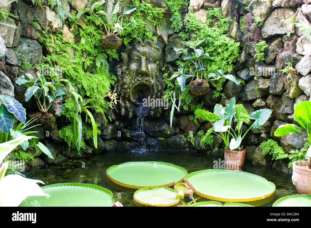 Nénuphar géant de Victoria Amazonica dans les jardins de La Mortella Banque D'Images