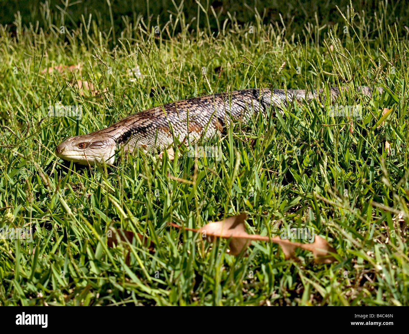 Lézard Langue Bleue Australie Tiliqua scincoids Banque D'Images