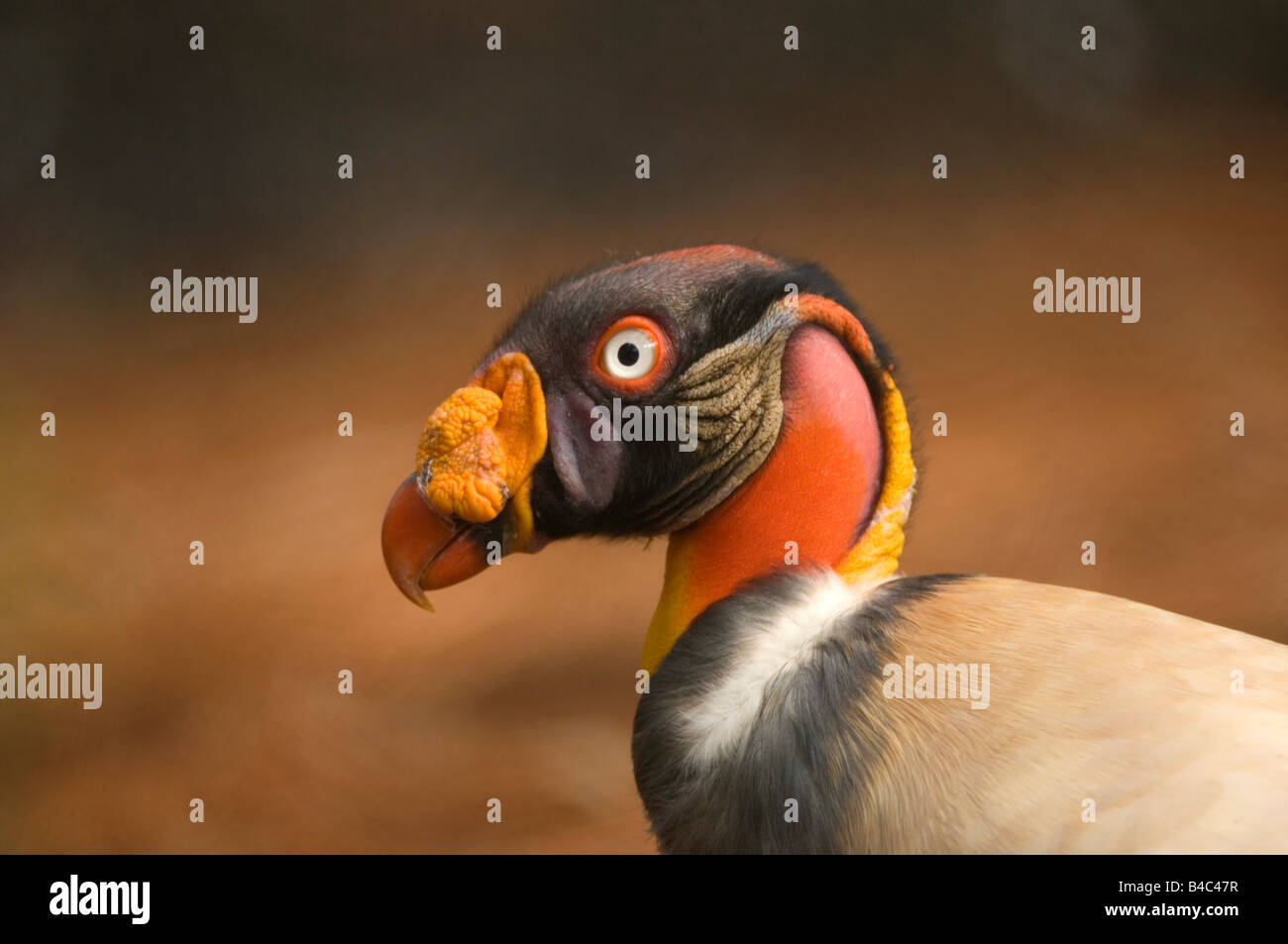 Profil de King Vulture Banque D'Images