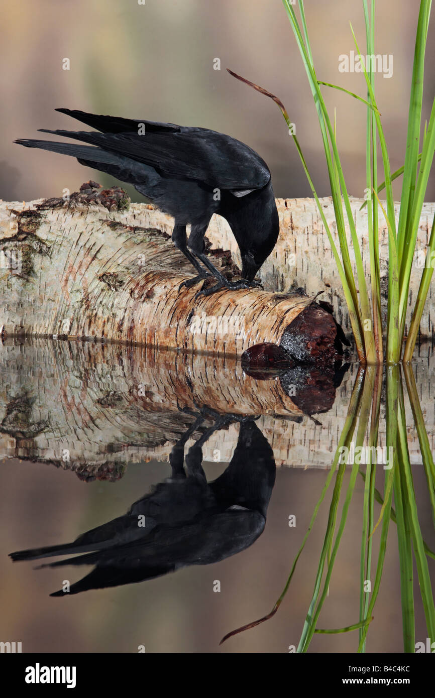 Corvus monedula choucas perché sur se connecter avec la réflexion dans l'eau Potton Bedfordshire Banque D'Images