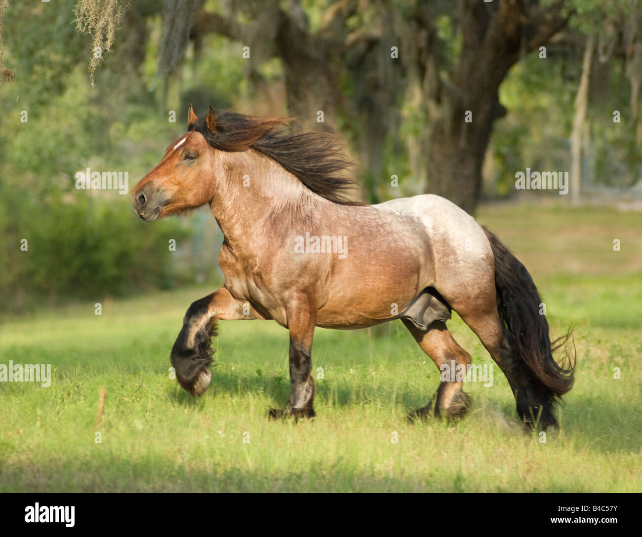 Les Ardennes ou Ardennais est l'une des plus anciennes races de chevaux de trait originaire de la région des Ardennes en Belgique, Luxembourg, une Banque D'Images