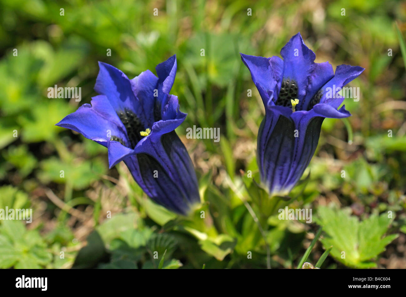 Clusius Gentiane, gentiane (Gentiana clusii trompette), la floraison Banque D'Images