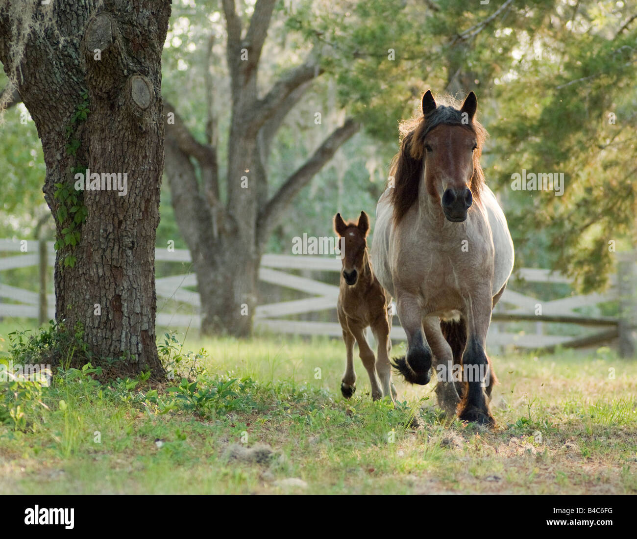 Ardenne mare avec poulain. Les Ardennes ou Ardennais est l'une des plus anciennes races de chevaux de trait originaire de la région des Ardennes Banque D'Images