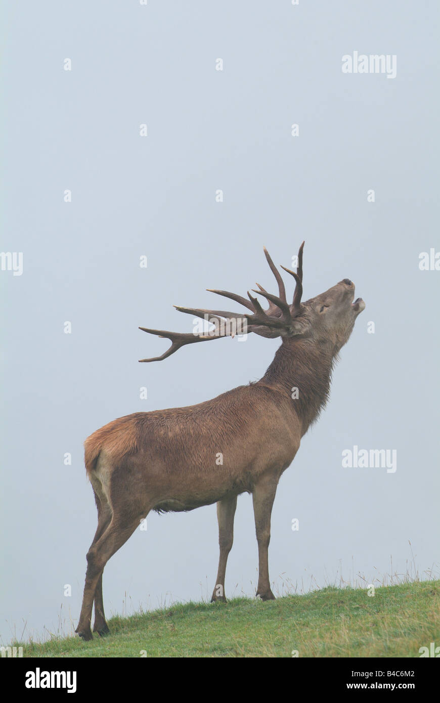 Red Deer (Cervus elaphus), le cerf en rut rugissant Banque D'Images