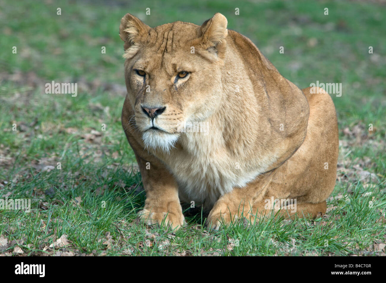 Lionne Banque D'Images