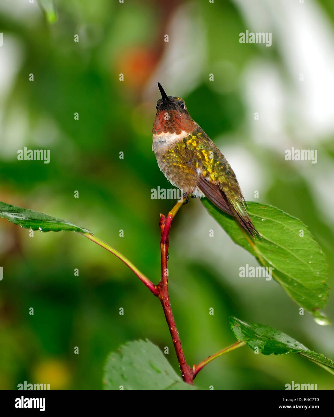 Un Colibri à Gorge Rubis Archilochus Colubris Perches
