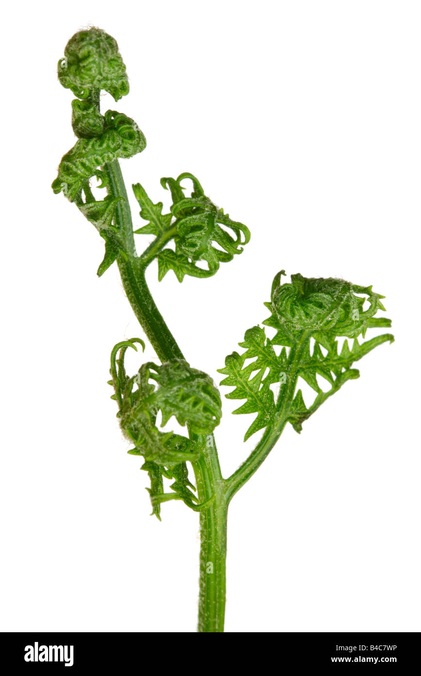 Feuille de fougère nouveau sur fond blanc Banque D'Images