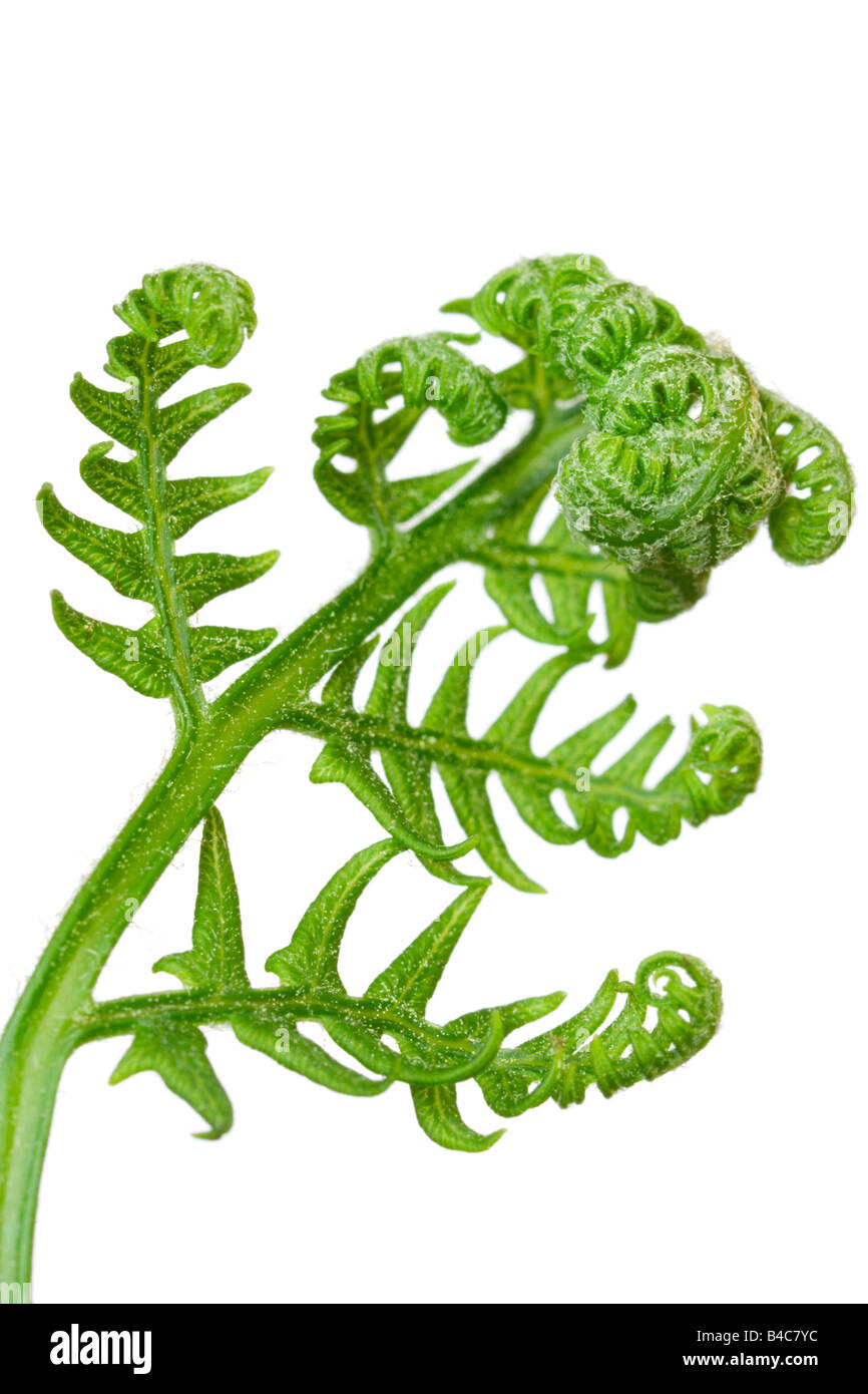 Feuille de fougère nouveau sur fond blanc Banque D'Images