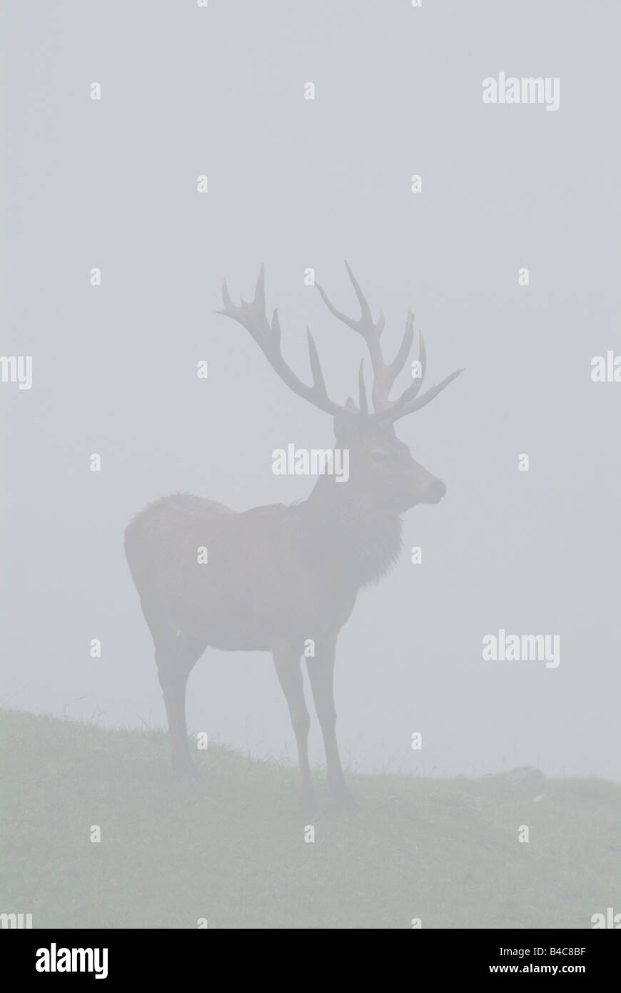 Red Deer (Cervus elaphus), le cerf dans la brume Banque D'Images